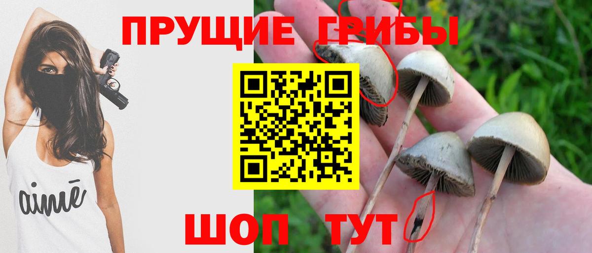Миллерово  Галлюциногенные грибы GOLDEN TEACHER  Вход с VPN 